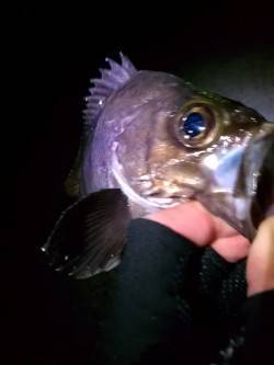 東二見人工島、25cmの良型メバル