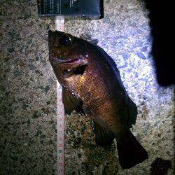 東二見人工島、25cmの良型メバル