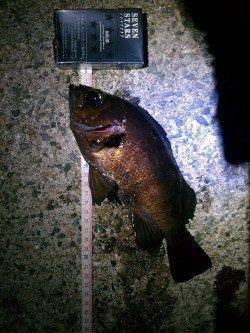 東二見人工島、25cmの良型メバル