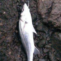 橋脚付近で待望のヒット！ 紀ノ川河口シーバス