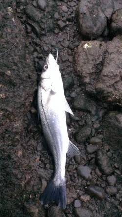 橋脚付近で待望のヒット！ 紀ノ川河口シーバ…