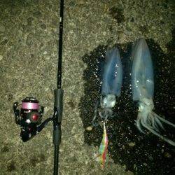 奇麗な朝焼けを見ながらのエギング釣行です