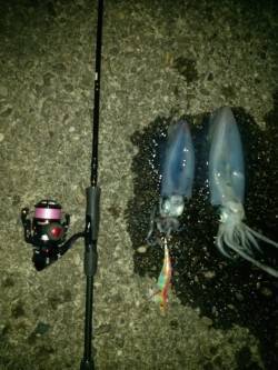 奇麗な朝焼けを見ながらのエギング釣行です