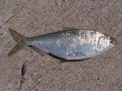 紀ノ川河口の遠投サビキ釣果です