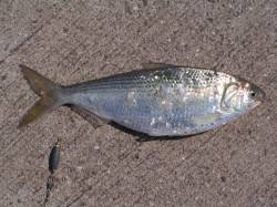 紀ノ川河口の遠投サビキ釣果です