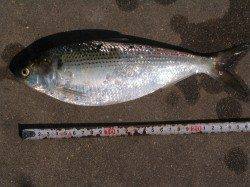 紀ノ川河口の遠投サビキ釣果です