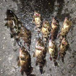 舞洲、寒さ忘れてガシリング2時間楽しめました