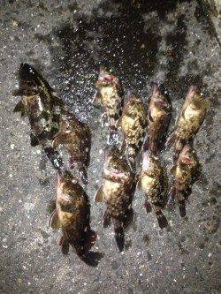 舞洲、寒さ忘れてガシリング2時間楽しめました