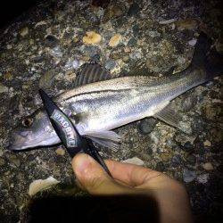 林崎漁港で仕事終わりライトゲーム　シーバスにガシラ