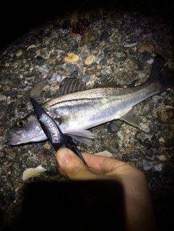 林崎漁港で仕事終わりライトゲーム　シーバスにガシラ