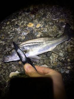 林崎漁港で仕事終わりライトゲーム　シーバス…