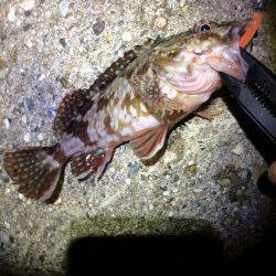 林崎漁港で仕事終わりライトゲーム　シーバスにガシラ