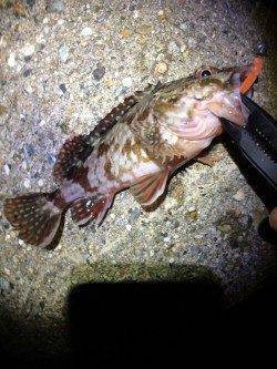 林崎漁港で仕事終わりライトゲーム　シーバスにガシラ