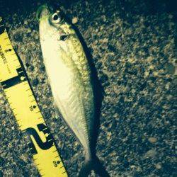 風が緩んだらアジングへ♪ 出ました34cmのナイスサイズ