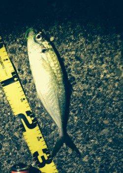 風が緩んだらアジングへ♪ 出ました34cmのナイスサイズ