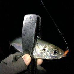 田辺でアジング、釣果は20cm前後を40弱♪