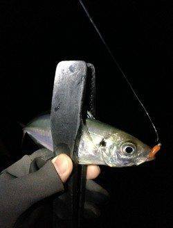 田辺でアジング、釣果は20cm前後を40弱♪