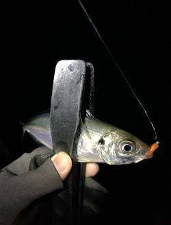 田辺でアジング、釣果は20cm前後を40弱…