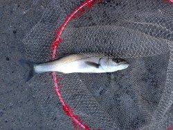 南港でエビ撒きハネ釣り、1月にくらべ少しサイズアップ↑