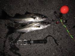 南港でエビ撒きハネ釣り、1月にくらべ少しサ…