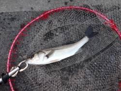 夕マズメ狙いの短時間エビ撒き釣行でハネ&a…