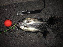 夕マズメ狙いの短時間エビ撒き釣行でハネ&セイゴ