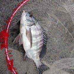 エビ撒き釣りでハネ・セイゴ、プリプリのチヌも！！