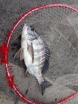 エビ撒き釣りでハネ・セイゴ、プリプリのチヌも！！