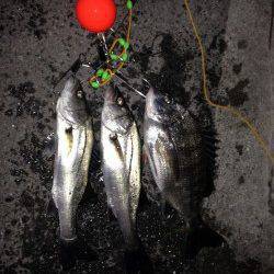 エビ撒き釣りでハネ・セイゴ、プリプリのチヌも！！