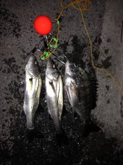 エビ撒き釣りでハネ・セイゴ、プリプリのチヌ…