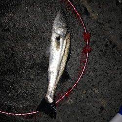 大阪南港のエビ撒き、ハネの引き楽しめました♪