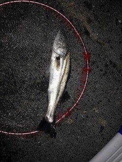 大阪南港のエビ撒き、ハネの引き楽しめました♪