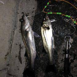 大阪南港のエビ撒き、ハネの引き楽しめました♪