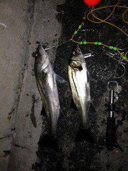 大阪南港のエビ撒き、ハネの引き楽しめました♪