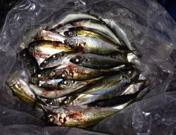 田辺周辺をランガン、アジング楽しめました♪…