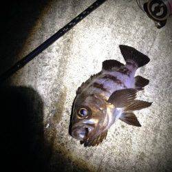 暖かい日が続くのでメバリングへ、表層に生命感あり