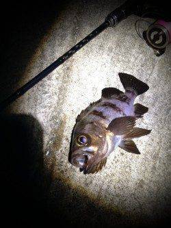 暖かい日が続くのでメバリングへ、表層に生命感あり