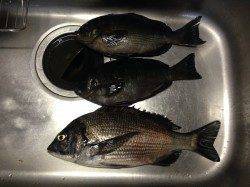 新温泉の磯、グレ狙いで釣行