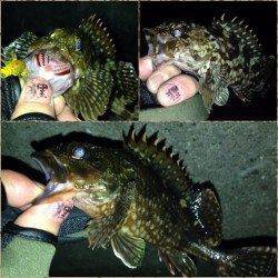 舞洲、ガシリングでガシラと50UPのシーバスも!