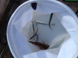 雑賀崎の親子釣りパークでファミリーサビキ