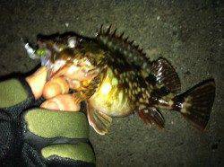 舞洲　ガシラポイントでガシリング♪