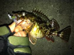 舞洲　ガシラポイントでガシリング♪