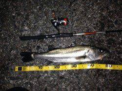 舞洲、ガシリングでガシラと50UPのシーバスも!