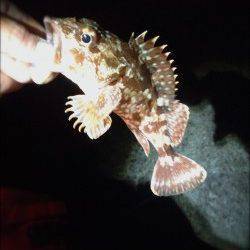 暖かい日が続くのでメバリングへ、表層に生命感あり