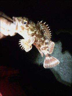 暖かい日が続くのでメバリングへ、表層に生命感あり