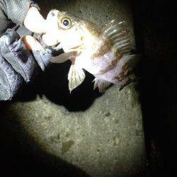 須磨でメバリング、プラグでパタパタっと釣れました♪