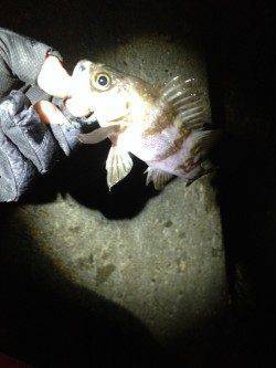 須磨でメバリング、プラグでパタパタっと釣れました♪