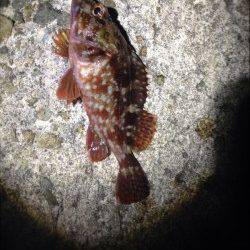 須磨で北風も強く極寒の中でのメバリング