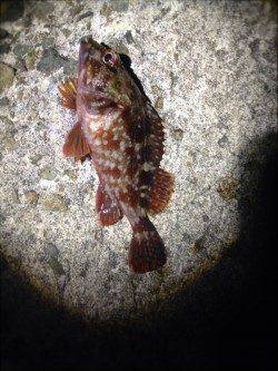 須磨で北風も強く極寒の中でのメバリング