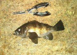 初メバリングでメバルの強烈な引き！